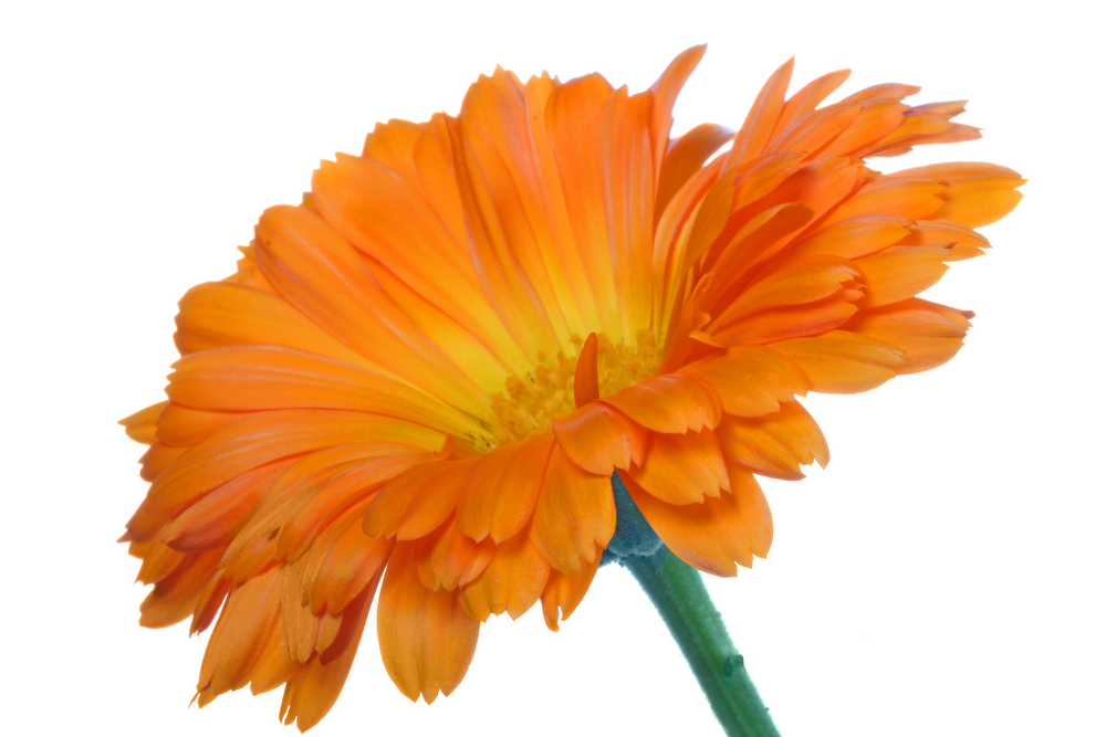 calendula