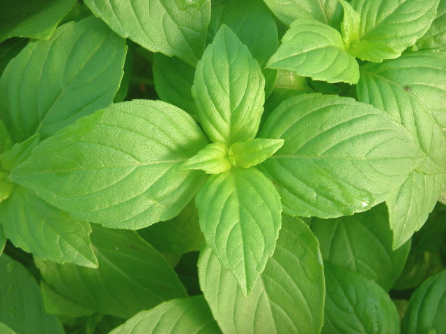 lemonbasil