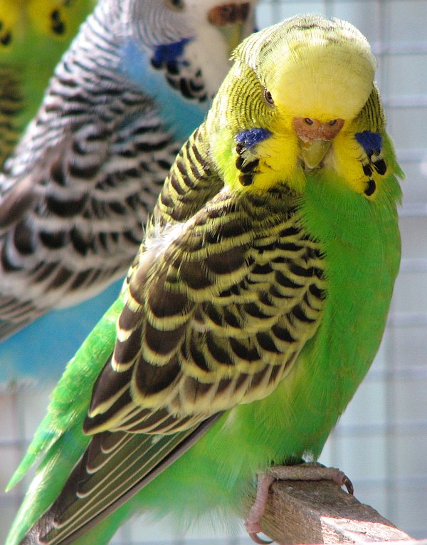 Melopsittacus_undulatus