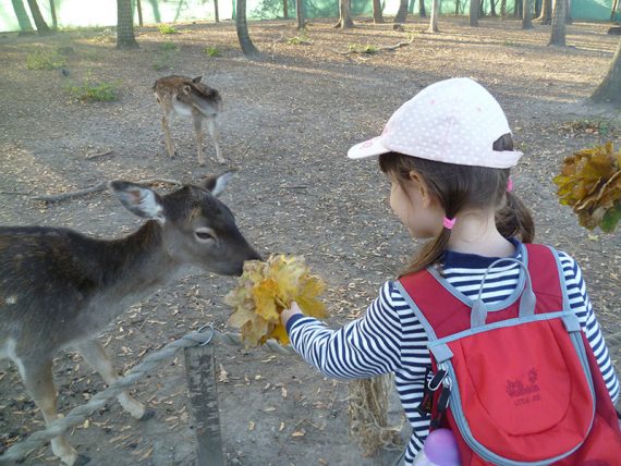 zoo gyor